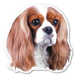 Magnet America Cavalier King Charles Spaniel Dog Magnet is 4.875" x 4.875" Made for Vehicles and Refrigerators