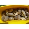 surffishtackle.com Sand Crab and Flea Catcher (Mini)