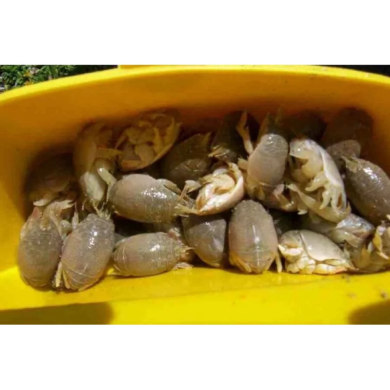 surffishtackle.com Sand Crab and Flea Catcher (Mini)
