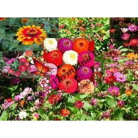Zellajake Mix Master Zinnia Flower Mix Seeds - ST27 - 550 seeds, 1/8 oz