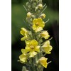 Organic Bulk Mullein Seeds (Verbascum thapsus) 500 Seeds (0.5 Grams)