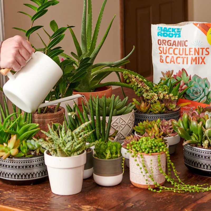 Back to the Roots 6qt Succulent & Cacti Mix