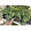 Boysenberry Plant – Live Boysenberry Plant