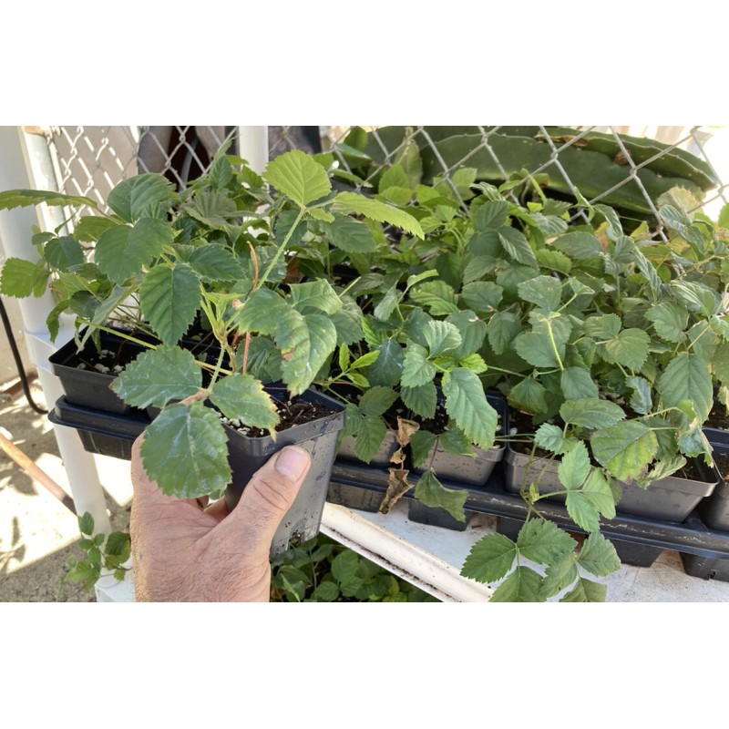 Boysenberry Plant – Live Boysenberry Plant