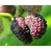 Mulberry Tree - 'Dwarf Everbearing' - Morus nigra live plant edible fruit