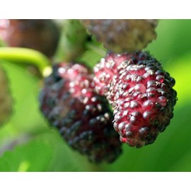Mulberry Tree - 'Dwarf Everbearing' - Morus nigra live plant edible fruit