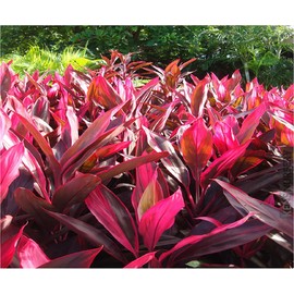 Hawaiian Ti Plant Cordyline fruticosa Logs Tropcial 1 Pack 2 logs