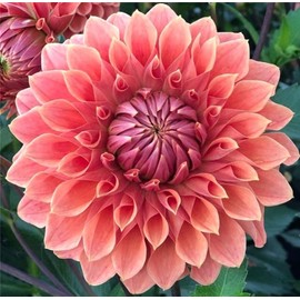 zellajake Rare Flower Seeds 100+ Pcs Dahlia Seeds Compound Petals Multi-Color Mixed