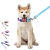 Petilet Dog Leash & Collar, Dog Collar Leash for Small,