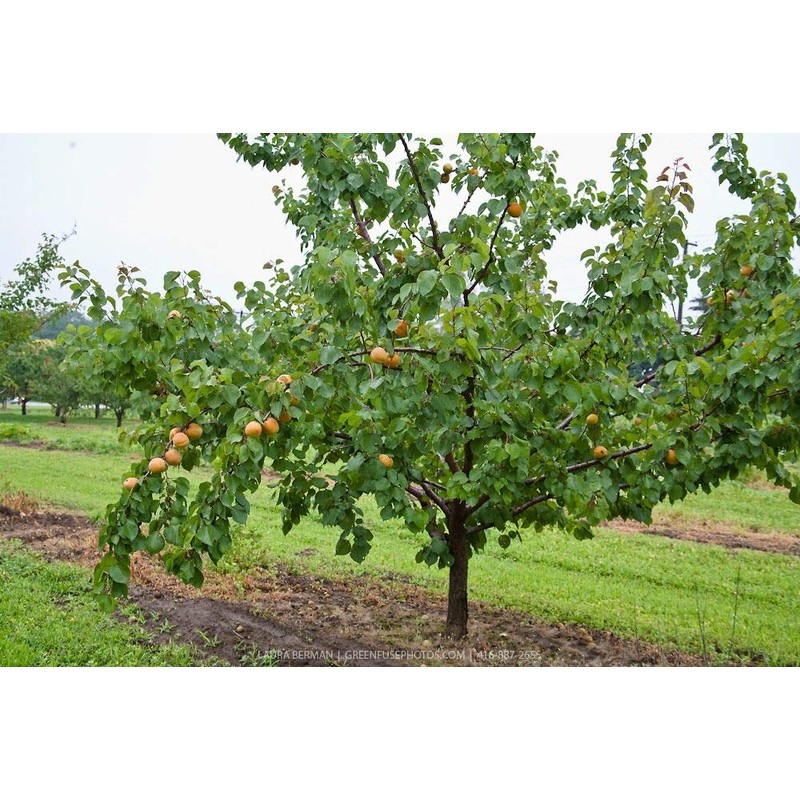 HACODE Núcleos de albaricoque orgánicos crudos amargos – 7 oz