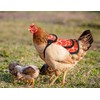 3 Pack Chicken Saddles for Hens, Chicken Saddles with Adjustable