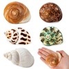 SKOOLOVE 5 Medium and Large Hermit Crab Seashells Sea Shell