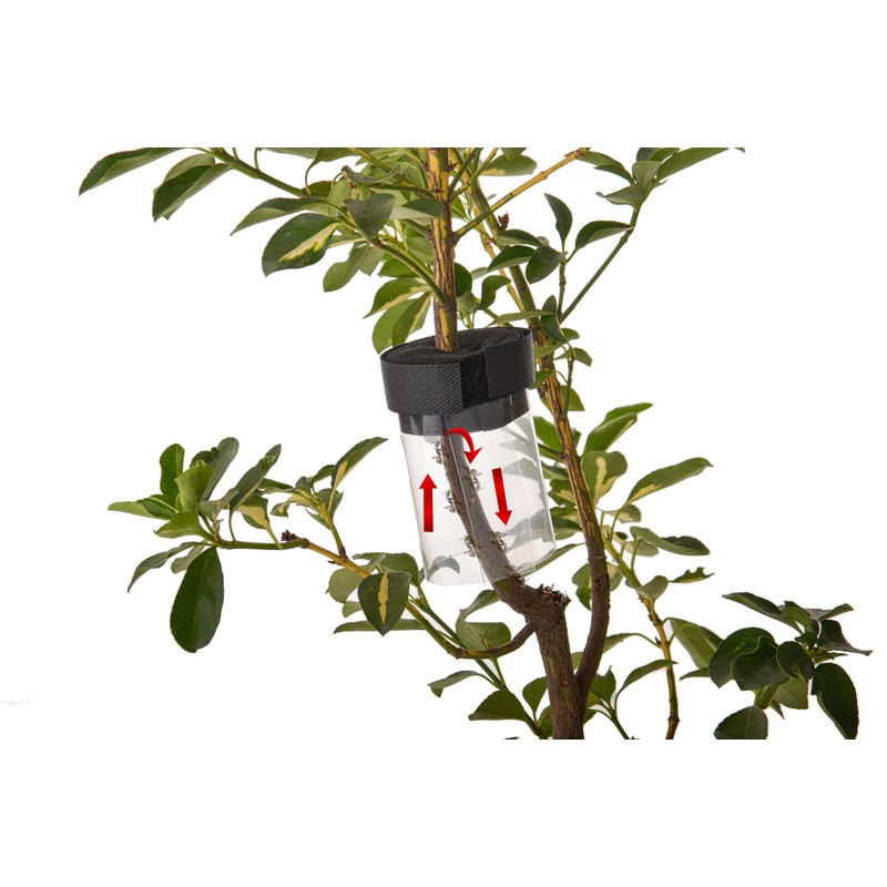 Ant Barrier for Trees (5 Pack) – Reusable Pet Safe