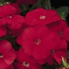Outsidepride Phlox Scarlet - 5000 Seeds