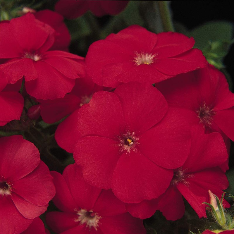 Outsidepride Phlox Scarlet - 5000 Seeds