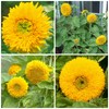 Seed Needs, Dwarf Teddy Sunflower Seeds - 100 Heirloom Seeds