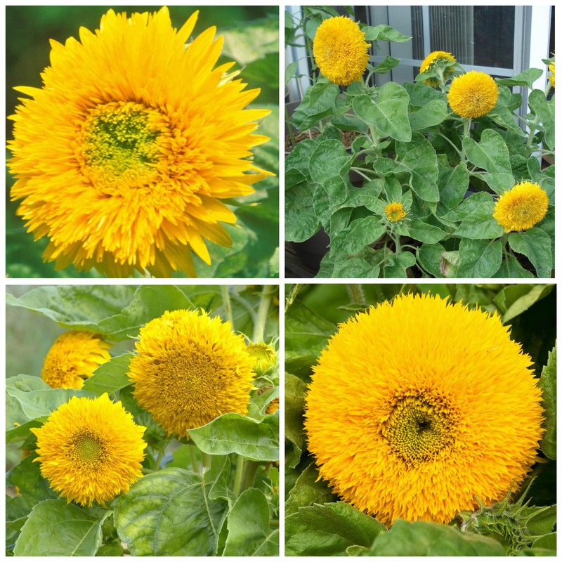 Seed Needs, Dwarf Teddy Sunflower Seeds - 100 Heirloom Seeds