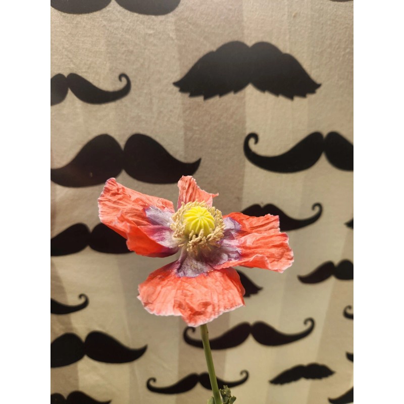 Izmir Poppy TRUE Izmir Asian OB Poppy Seed (Papaver S.)