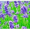 The Green Grove Garden 800+ LAVENDER SEEDS SPRING PERENNIAL MOSQUITO