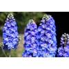 Sky Blue Delphinium Tall Seeds 30+ Seeds for Planting