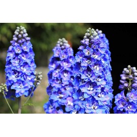 Sky Blue Delphinium Tall Seeds 30+ Seeds for Planting