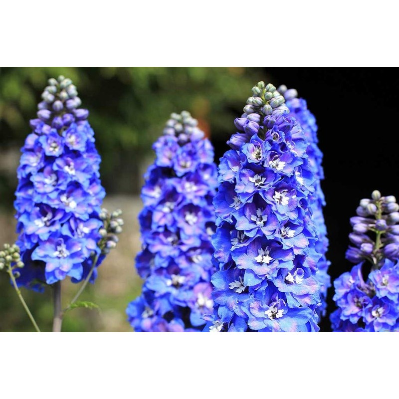 Sky Blue Delphinium Tall Seeds 30+ Seeds for Planting