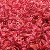Outsidepride Coleus Wizard Sunset - 100 Seeds