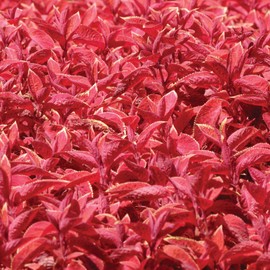 Outsidepride Coleus Wizard Sunset - 100 Seeds