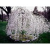 Tree 2 Weeping Cherry Trees - 6-12" Tall Seedlings -
