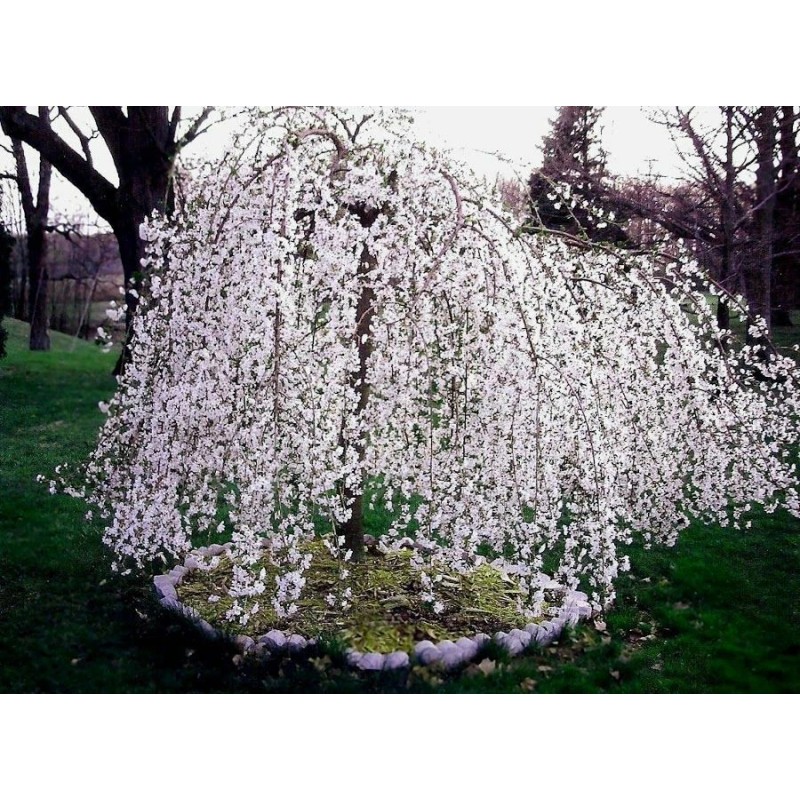 Tree 2 Weeping Cherry Trees - 6-12" Tall Seedlings -
