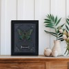 Real Framed Butterfly Taxidermy - Shadow Box, Real Framed Butterfly