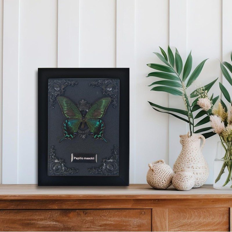 Real Framed Butterfly Taxidermy - Shadow Box, Real Framed Butterfly