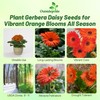 Outsidepride 20 Seeds Perennial Pastel Orange Gerbera Flower Seeds for