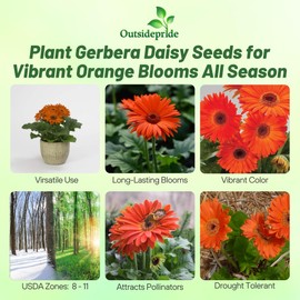 Outsidepride 20 Seeds Perennial Pastel Orange Gerbera Flower Seeds for Planting