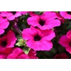 1000 Seeds Pack Petunia Multiflora Hybrida F2 Colorama Mixed -