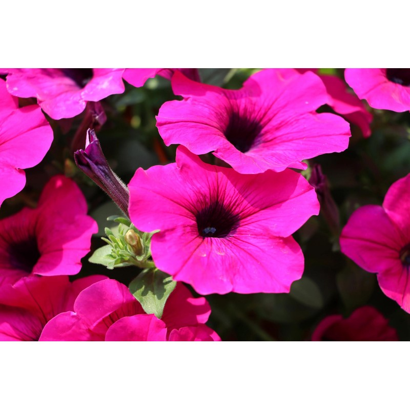 1000 Seeds Pack Petunia Multiflora Hybrida F2 Colorama Mixed -