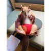 TTMIMIK Adjustable Small Pet Diapers, Reusable Washable Squirrel Diapers Absorbent