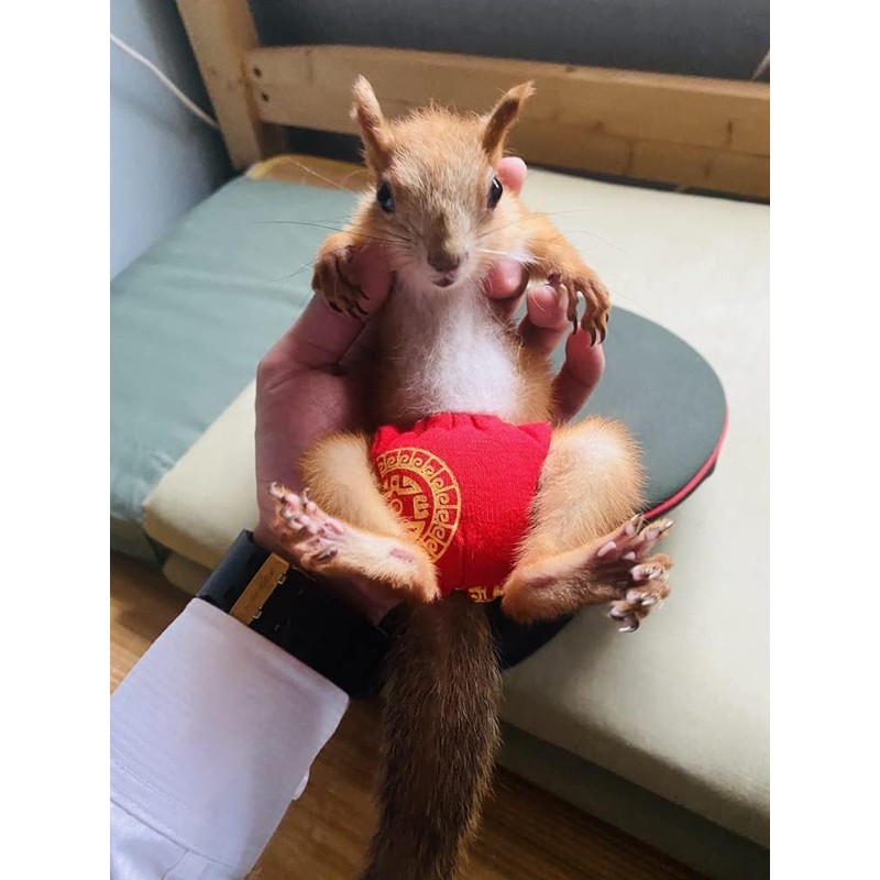 TTMIMIK Adjustable Small Pet Diapers, Reusable Washable Squirrel Diapers Absorbent