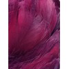 Burgundy Feathers, 100 Pack
