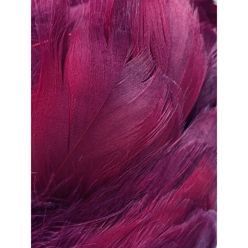 Burgundy Feathers, 100 Pack
