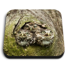 1 x Square MDF Fridge Magnet - Owl Chicks Baby Bird Cute Wildlife 45962