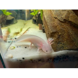 AQUATICBLENDEDFOODS ABF Gourmet Axolotl Soft Food Pellet Mix 3.2mm & 4.0mm (12oz)- ABF6