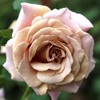 Heirloom Roses Koko Loko Rose Plant - Brown/Multi Colored Rose