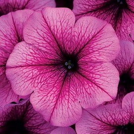 Park Seed Easy Wave Rose Fusion Petunia Seeds, Large Rose Blooms with Deep Veins, Early-Blooming Mounding Habit for Containers and Groundcover, Pack of 10