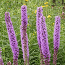 Everwilde Farms - 300 Prairie Blazing Star Native Wildflower Seeds - Gold Vault Jumbo Seed Packet