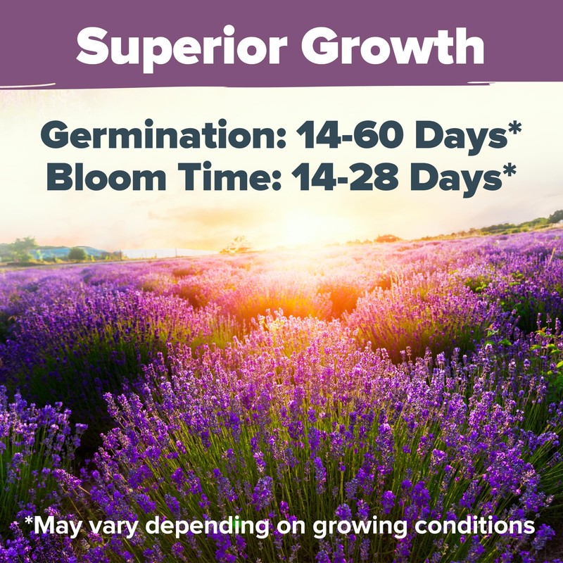 HOME GROWN 𝗨𝗦𝗔 𝗣𝗥𝗘𝗠𝗜𝗨𝗠 English Lavender Seeds 2 Pack 3000