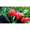 Congo Red Trinidad Hot Pepper 10+ Seeds