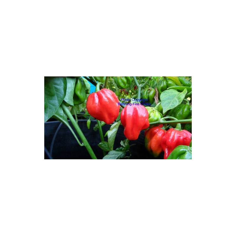 Congo Red Trinidad Hot Pepper 10+ Seeds