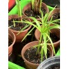 Fan Plant 4+ Bamboo Plants w/Roots Umbrella Palm (Cuperus) thuy