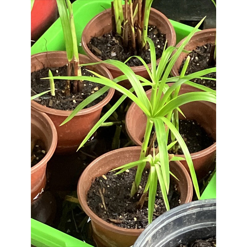 Fan Plant 4+ Bamboo Plants w/Roots Umbrella Palm (Cuperus) thuy